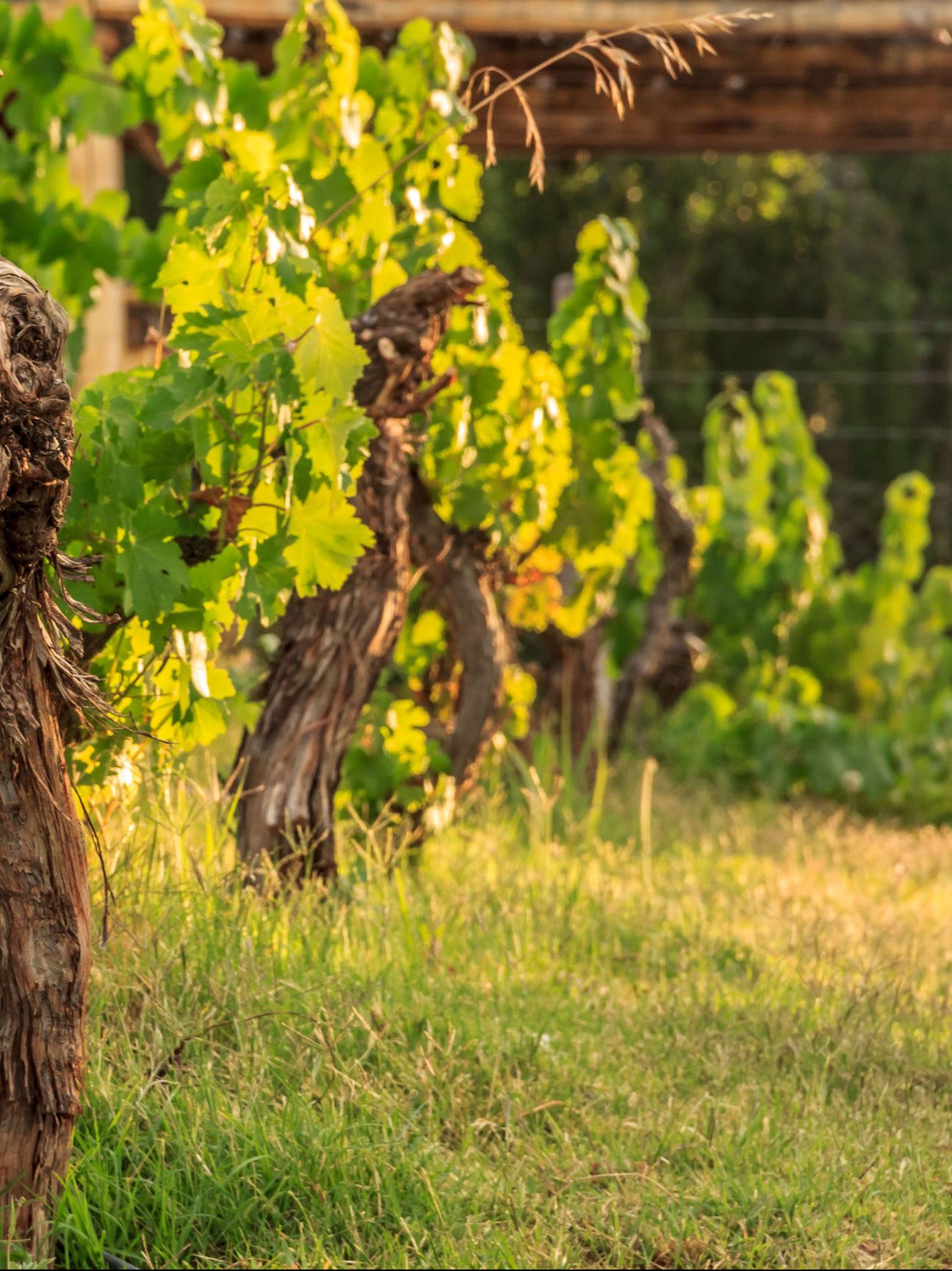 Top 100 Value Wines of 2020 (less than $35 per bottle) - JamesSuckling.com