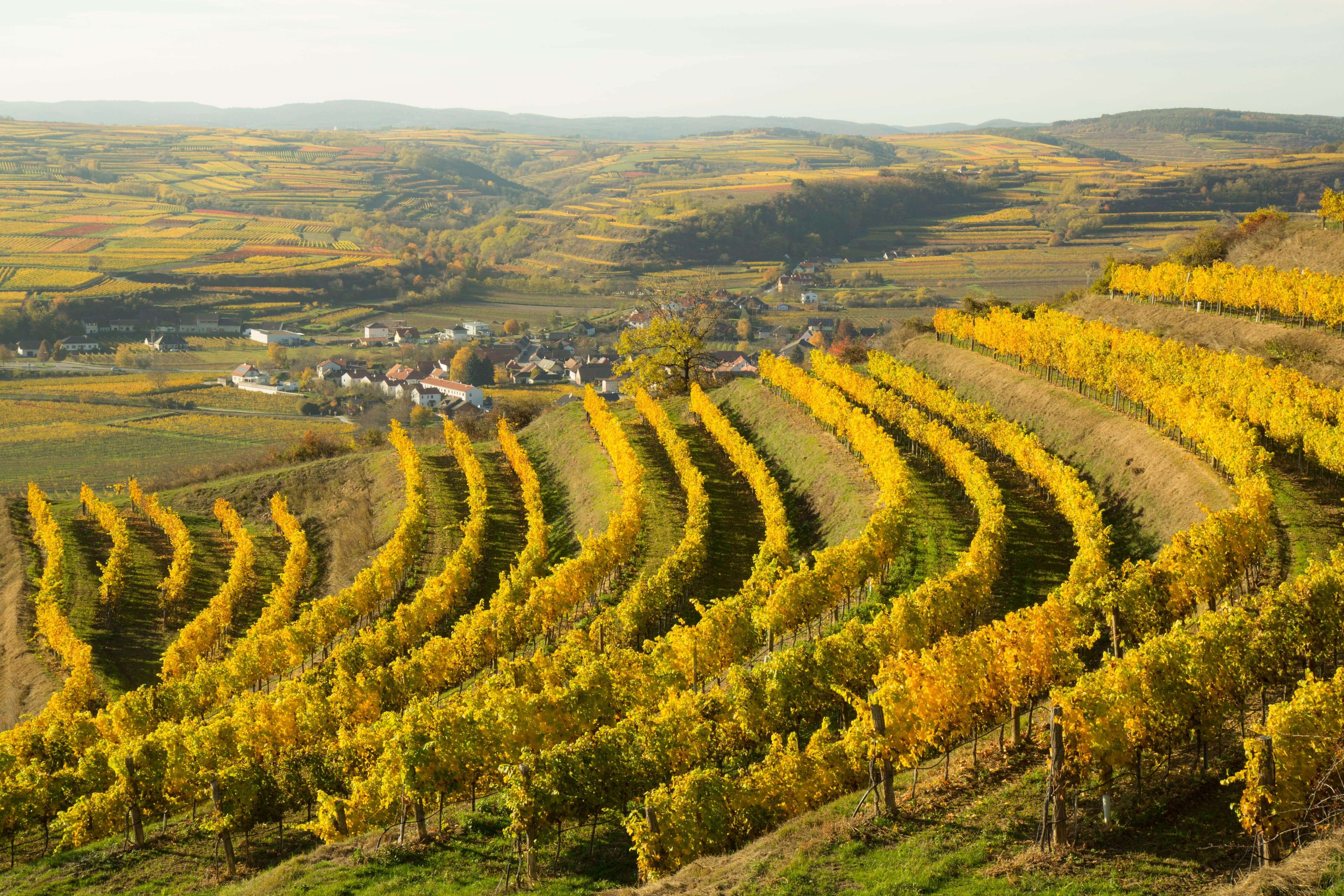 Heiligenstein Dry Riesling: The Legend of Schloss Gobelsburg Rises Again
