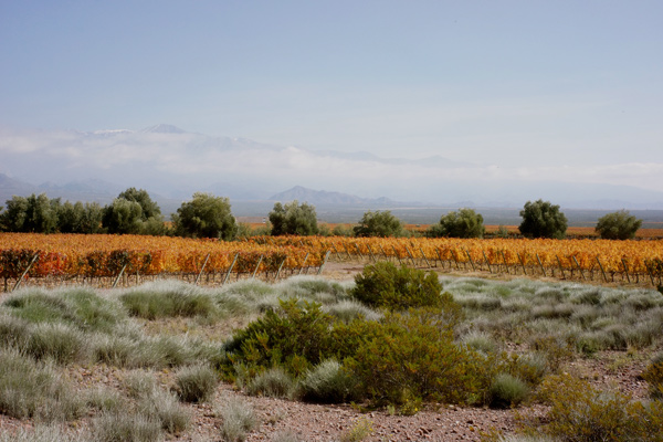 View of Uco Valley where some of top Argentina's whites are made.